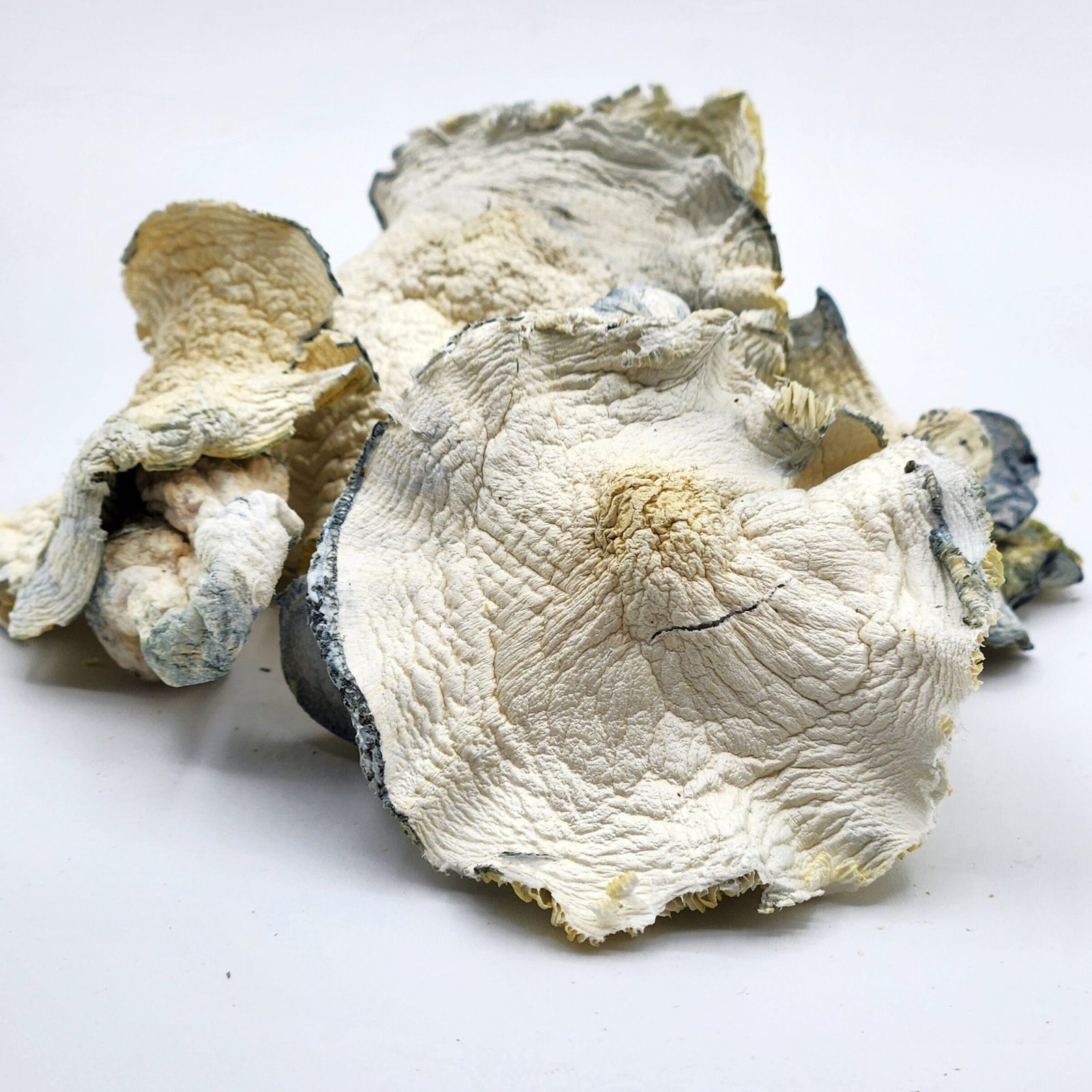 Avery Albino (Shrooms)