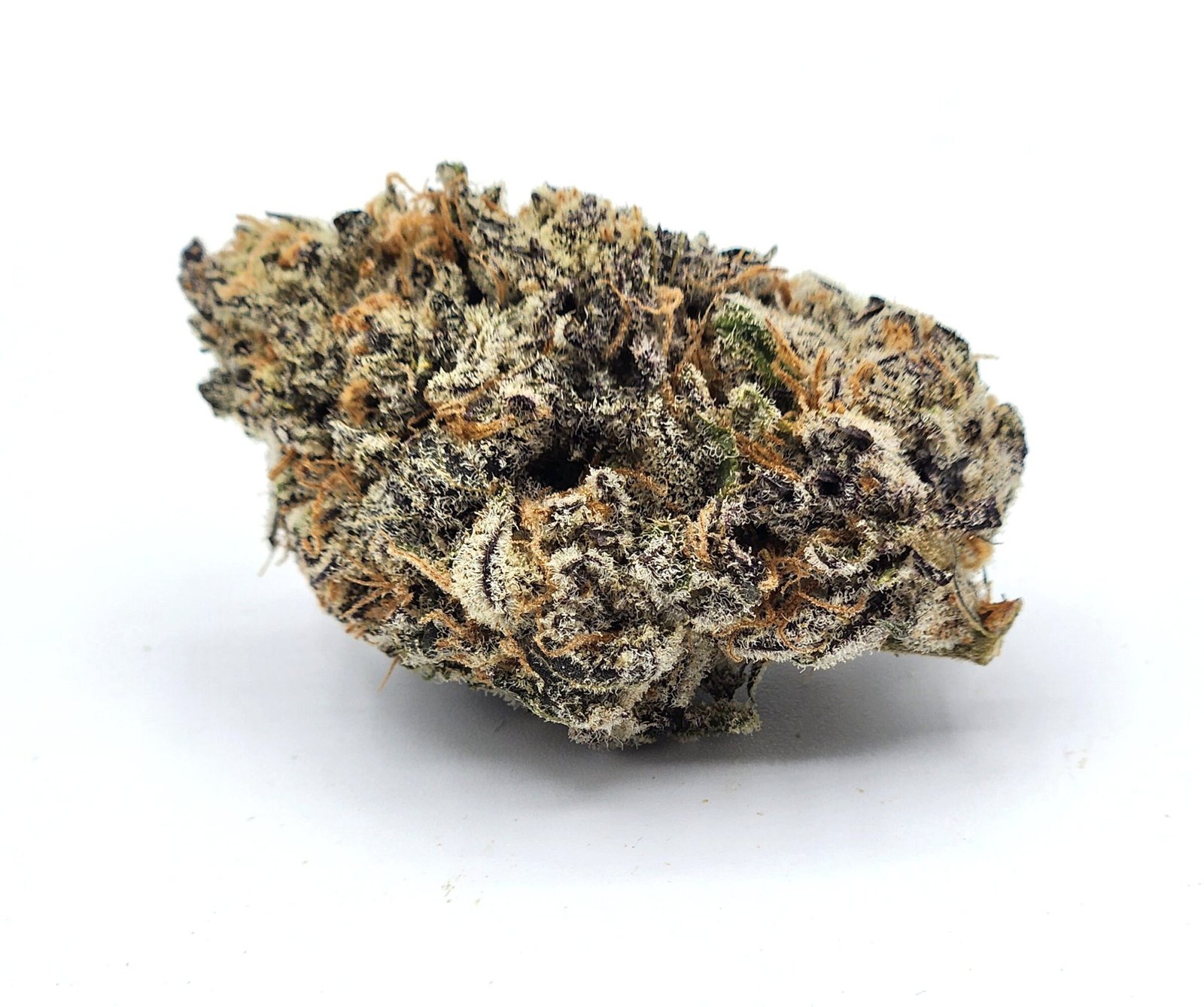 Sophie (AAAA Okanagan Grown)